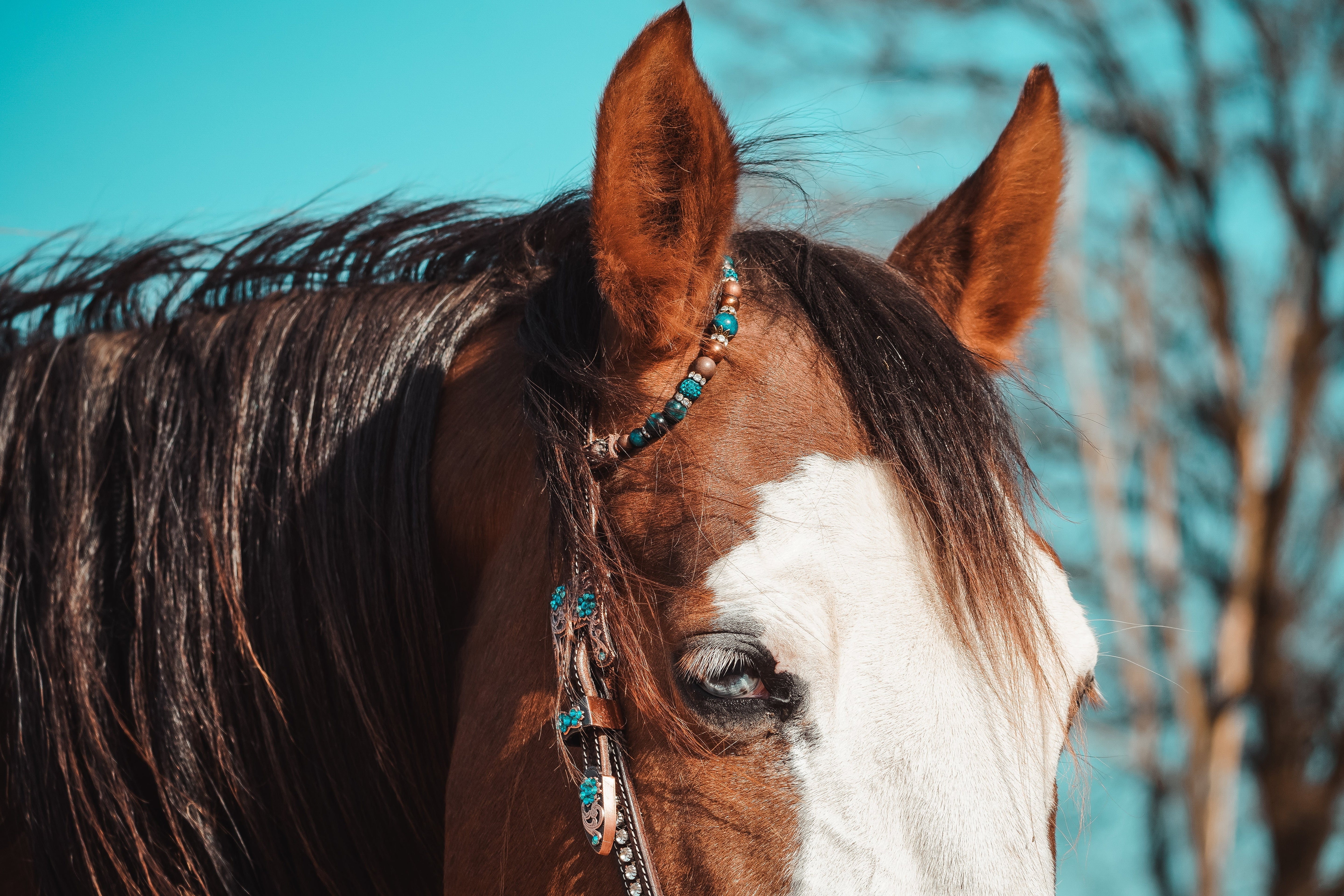 Western hoofdstel kiezen – tips van ARhorsetack